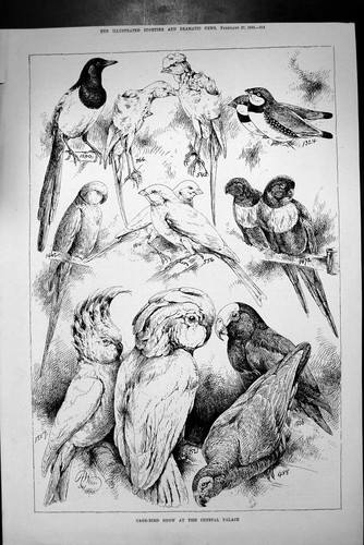 Cage bird shows - crystal, palace
