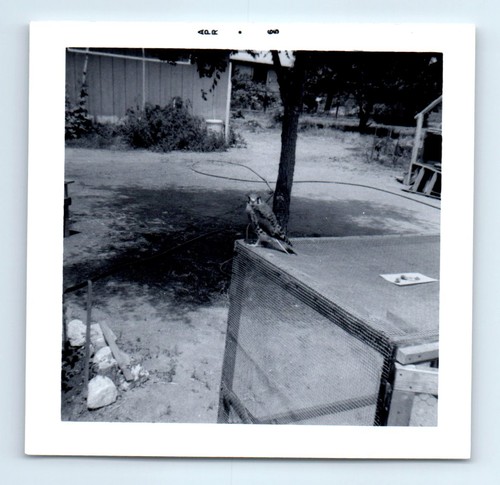 Old vintage square photo - old,